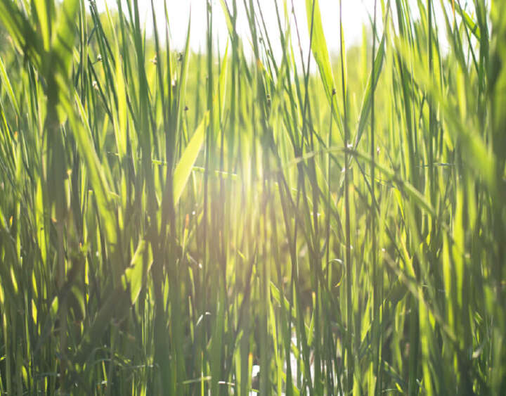 optimaler schnittzeitpunkt grassilage optimaler schnittzeitpunkt grassilage
